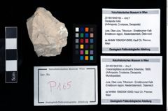 Foto (Objekt + Etikett) von Cracensigillatus acutirostris (Moericke, 1889)  (NHMW-GEO-2014-0194-0165)